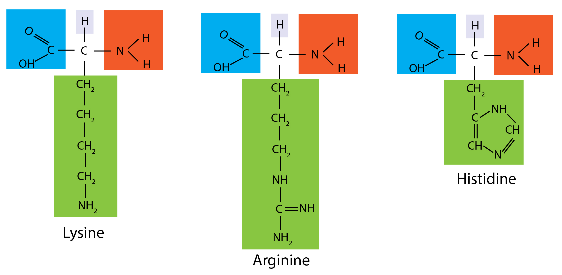 Introduction to proteins in molecular biology GoldBio